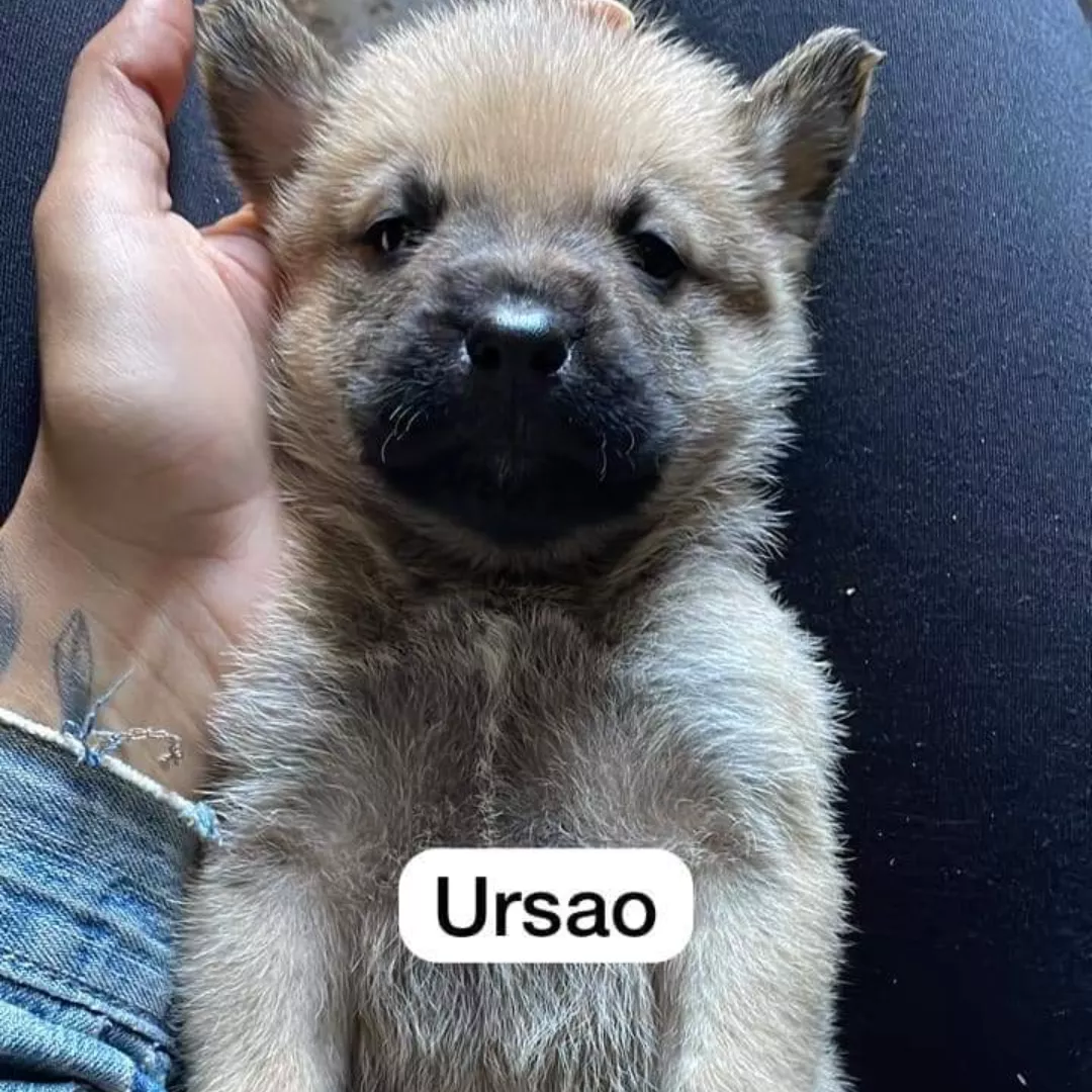 Ursao - Rottweiler
