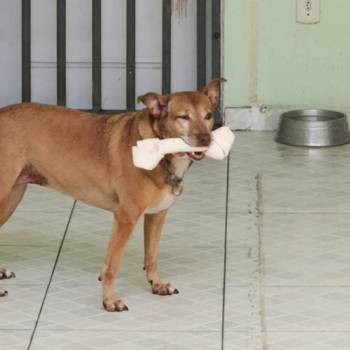 Amora imagem 1 - 