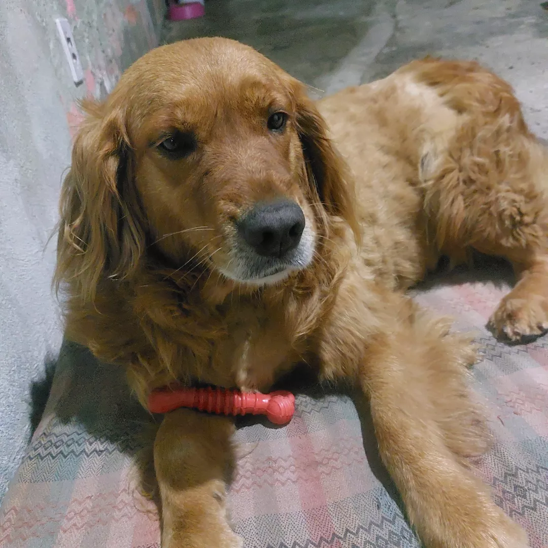 Meg - Golden Retriever