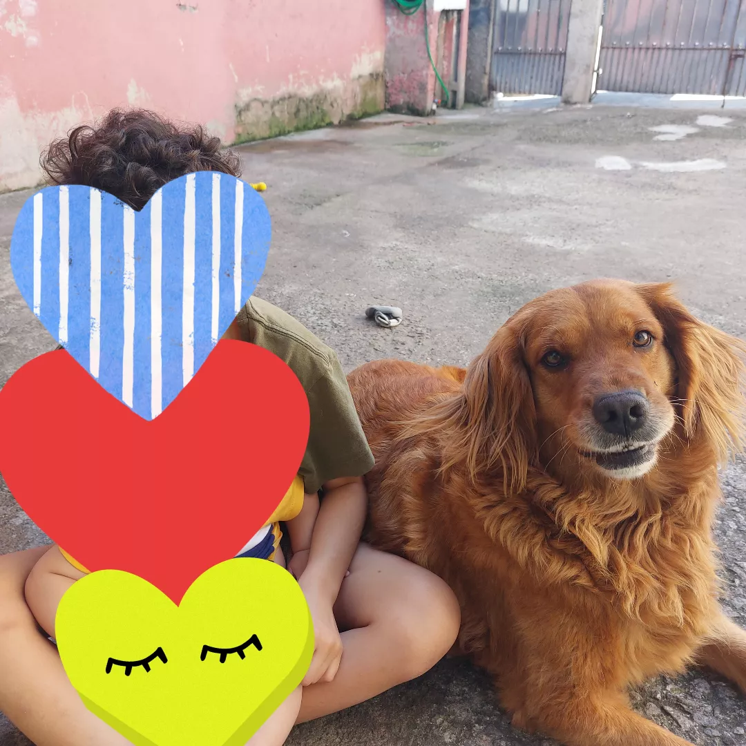 Meg - Golden Retriever