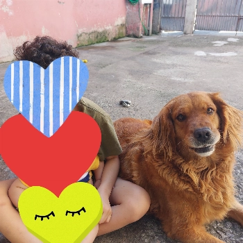 Meg imagem 2 - Golden Retriever