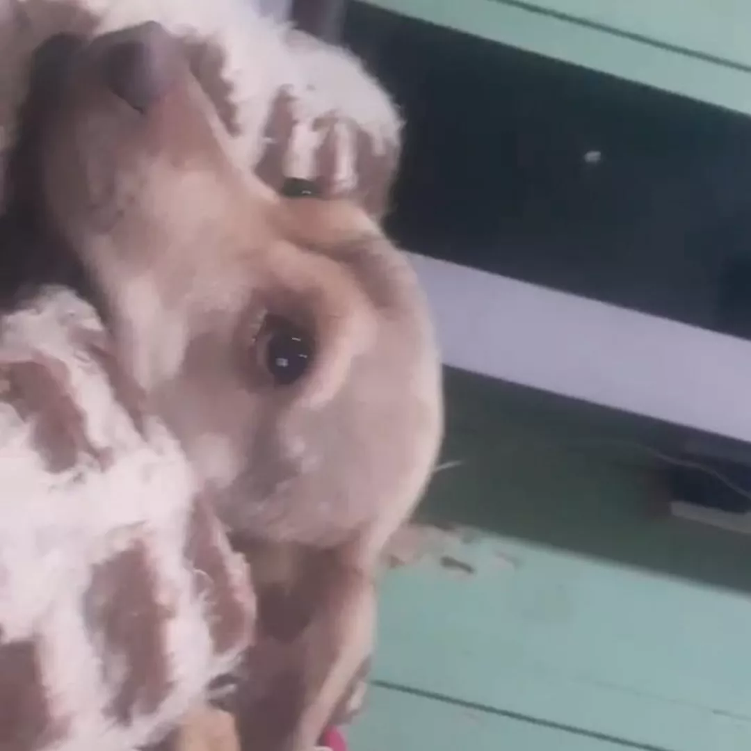 Tica - Sem Raça Definida