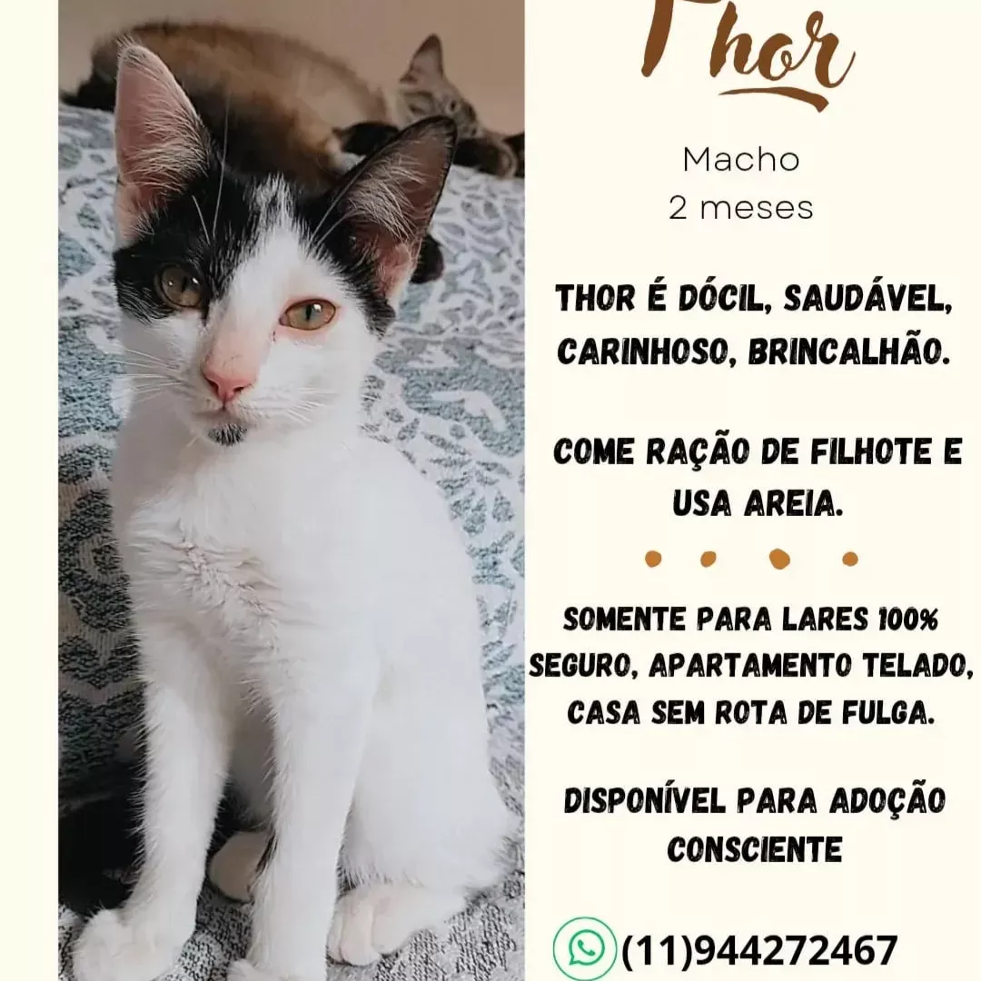 Thor - Sem Raça Definida