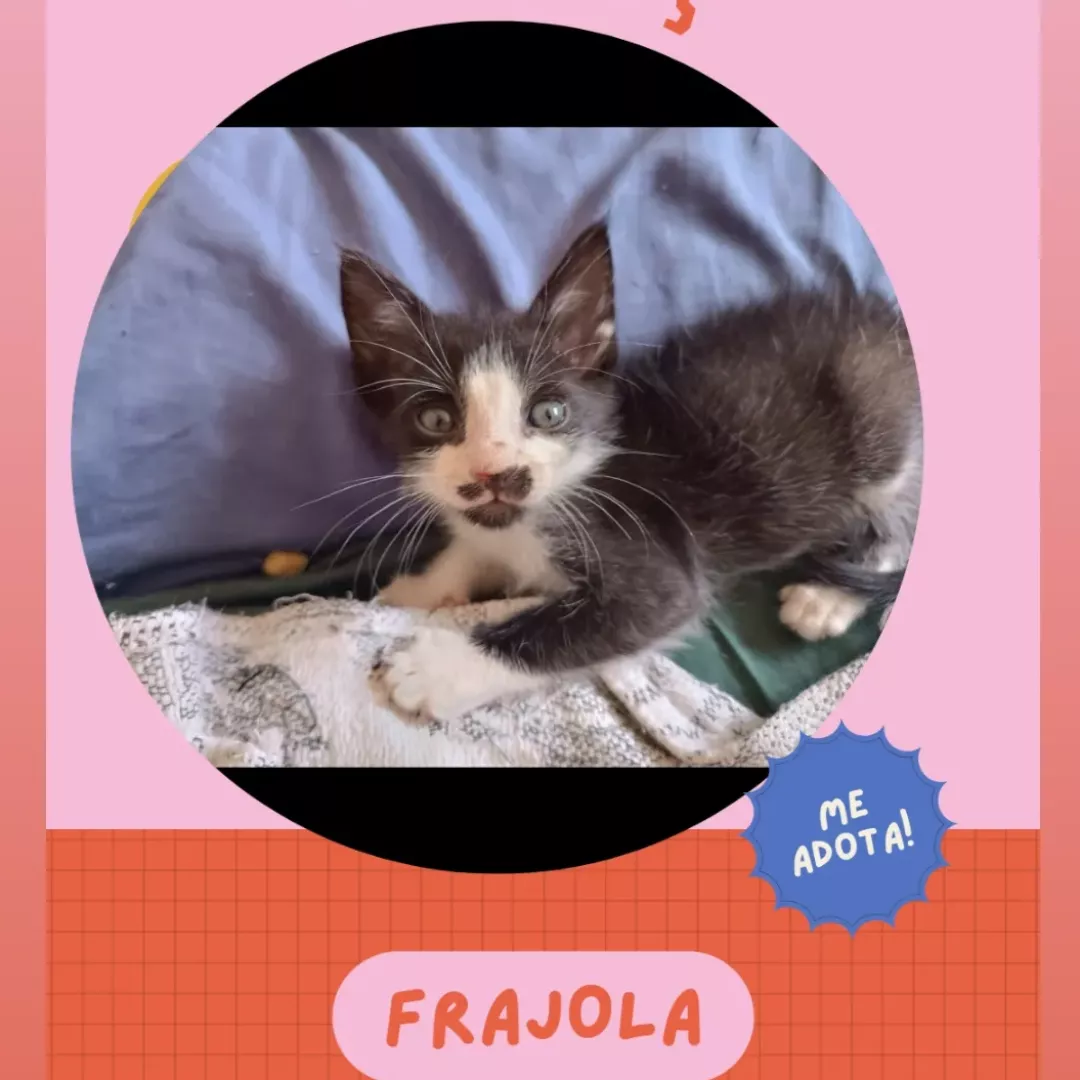 Frajola - Sem Raça Definida