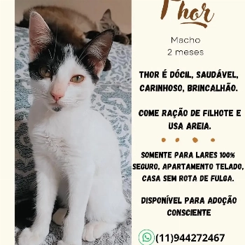 Thor imagem 1 - Sem Raça Definida