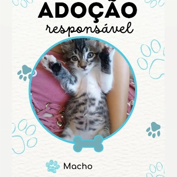 Léo imagem 1 - Sem Raça Definida