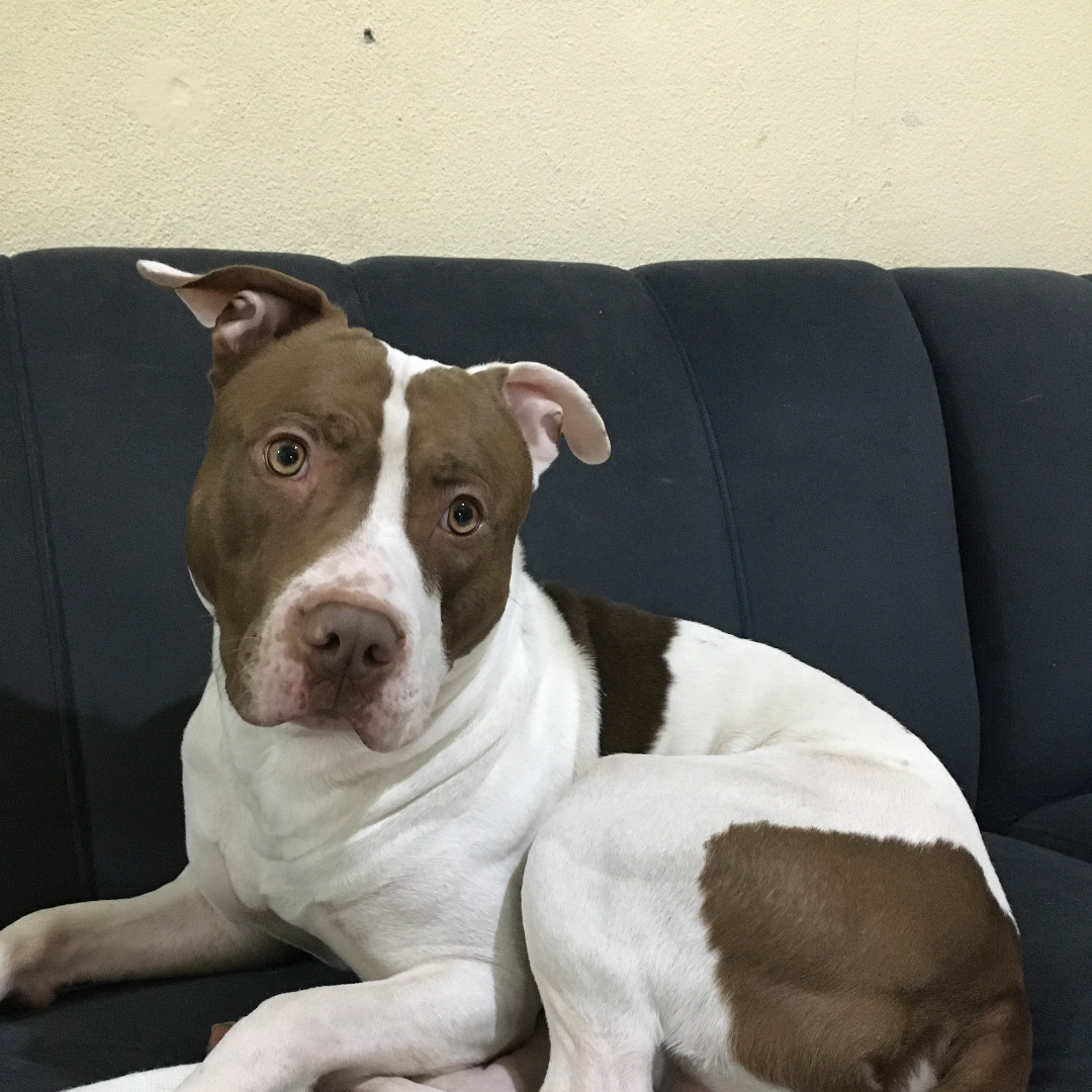 Boomer imagem 1 - Sem Raça Definida