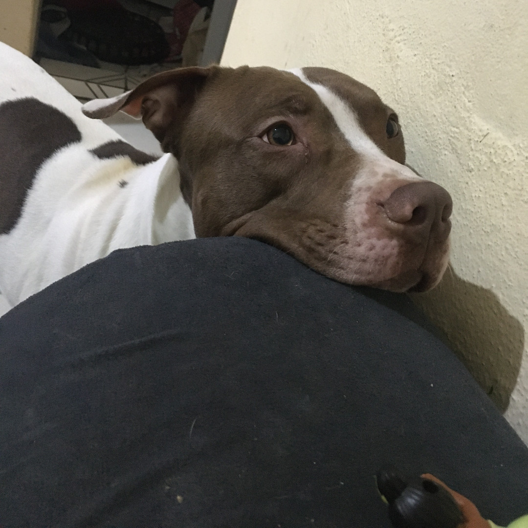 Boomer imagem 2 - Sem Raça Definida