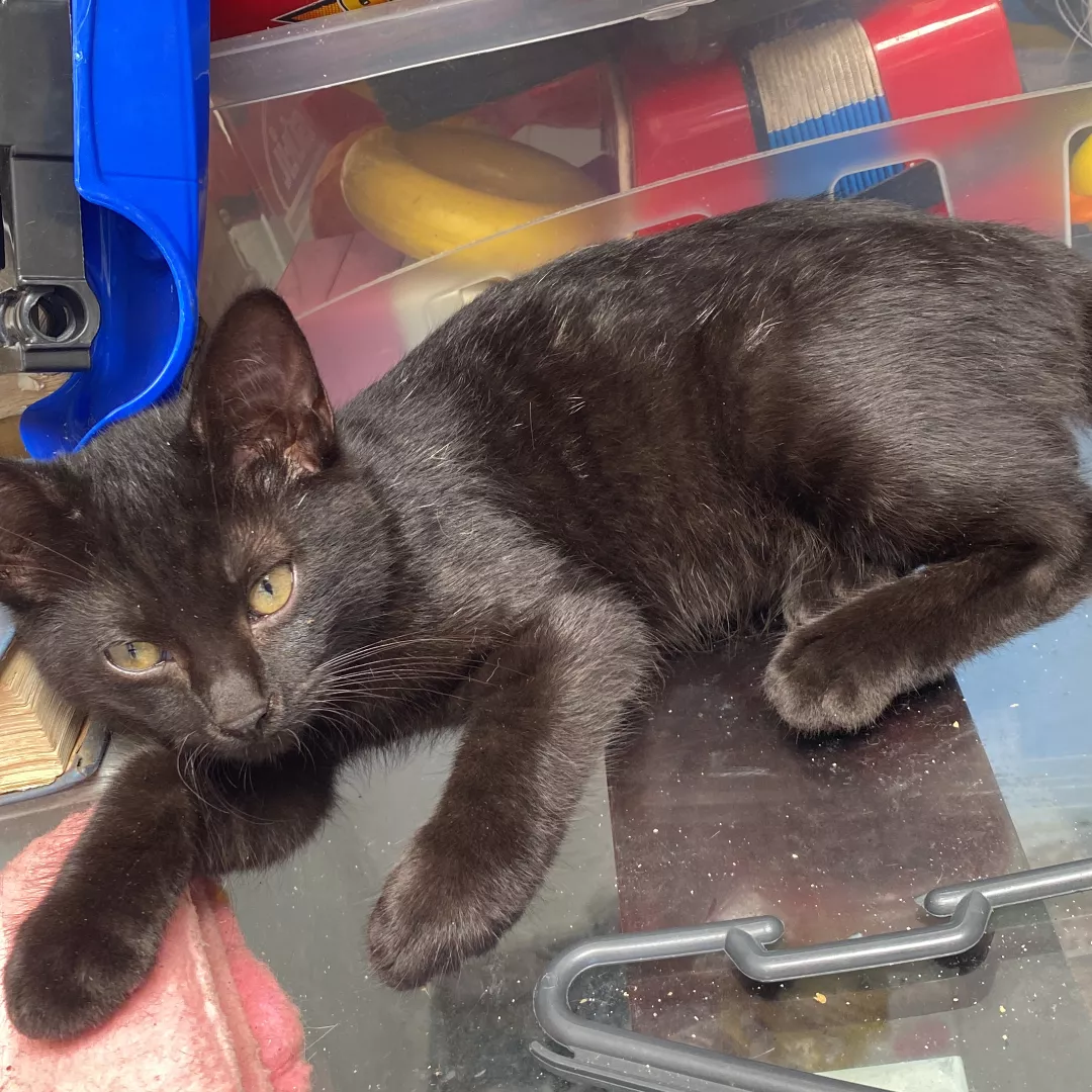 Pantera - Sem Raça Definida