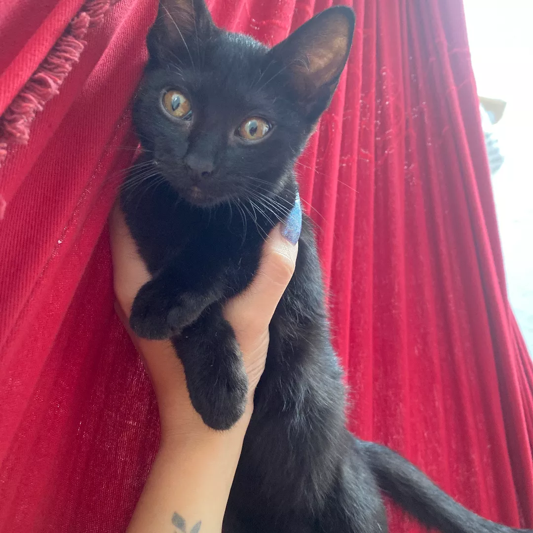 Princesa - Sem Raça Definida