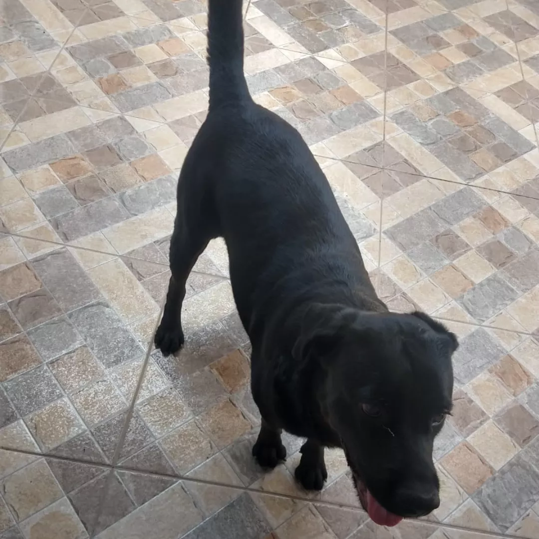 Estrela - Rottweiler