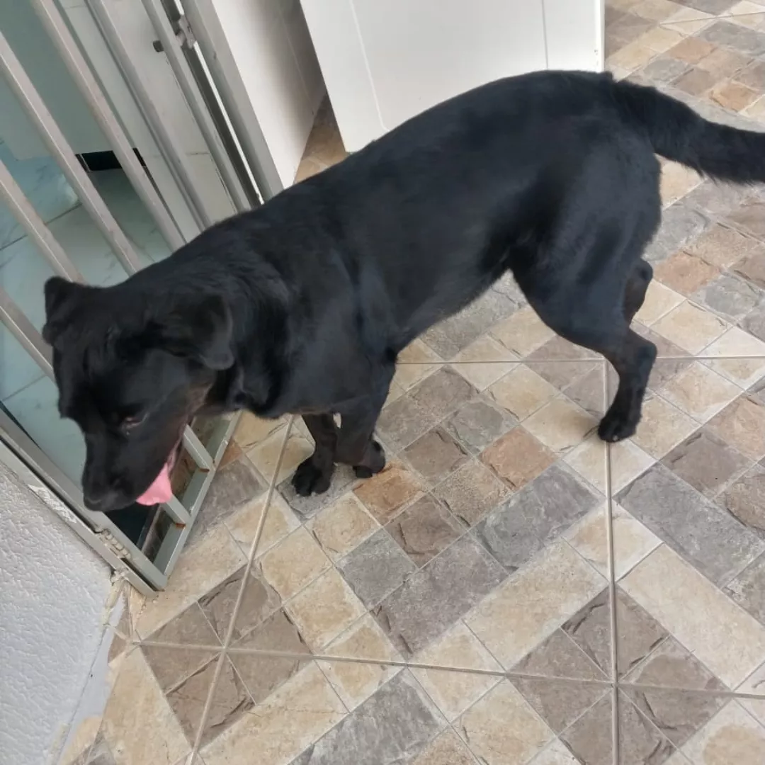 Estrela - Rottweiler