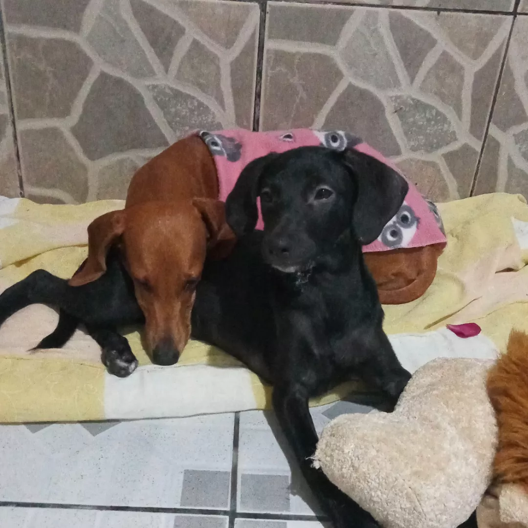 Nina - Sem Raça Definida