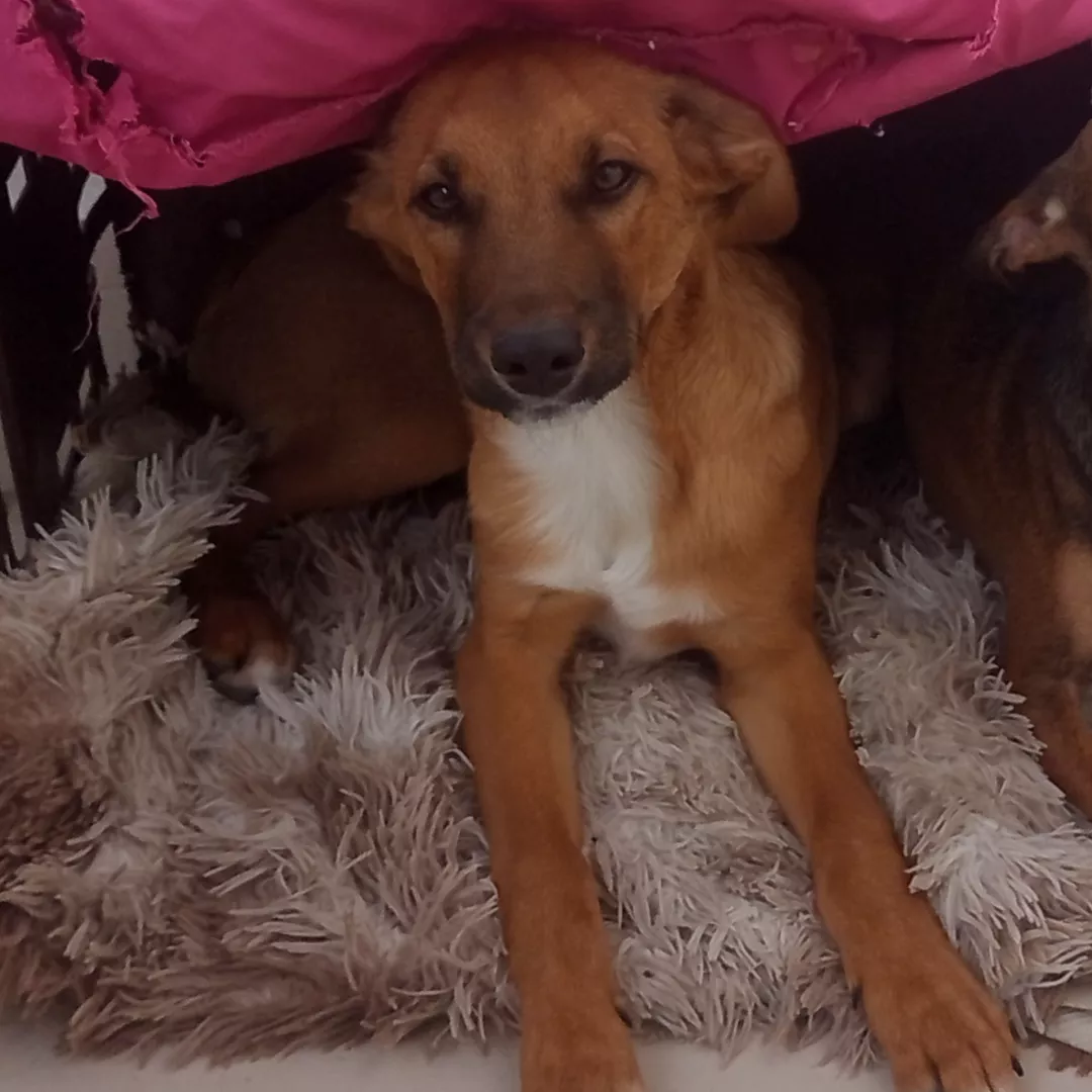 Tody - Sem Raça Definida