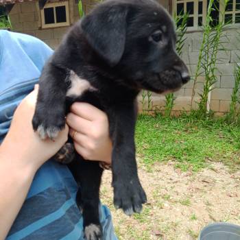 Lola imagem 1 - 