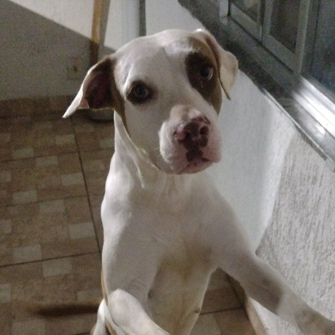 Morena imagem 1 - Pit Bull