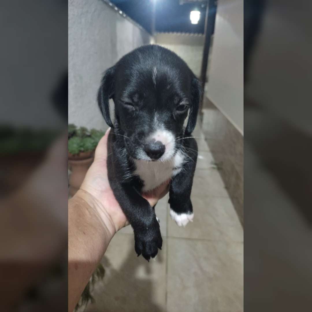 Pepita Pantera E Pitica - 