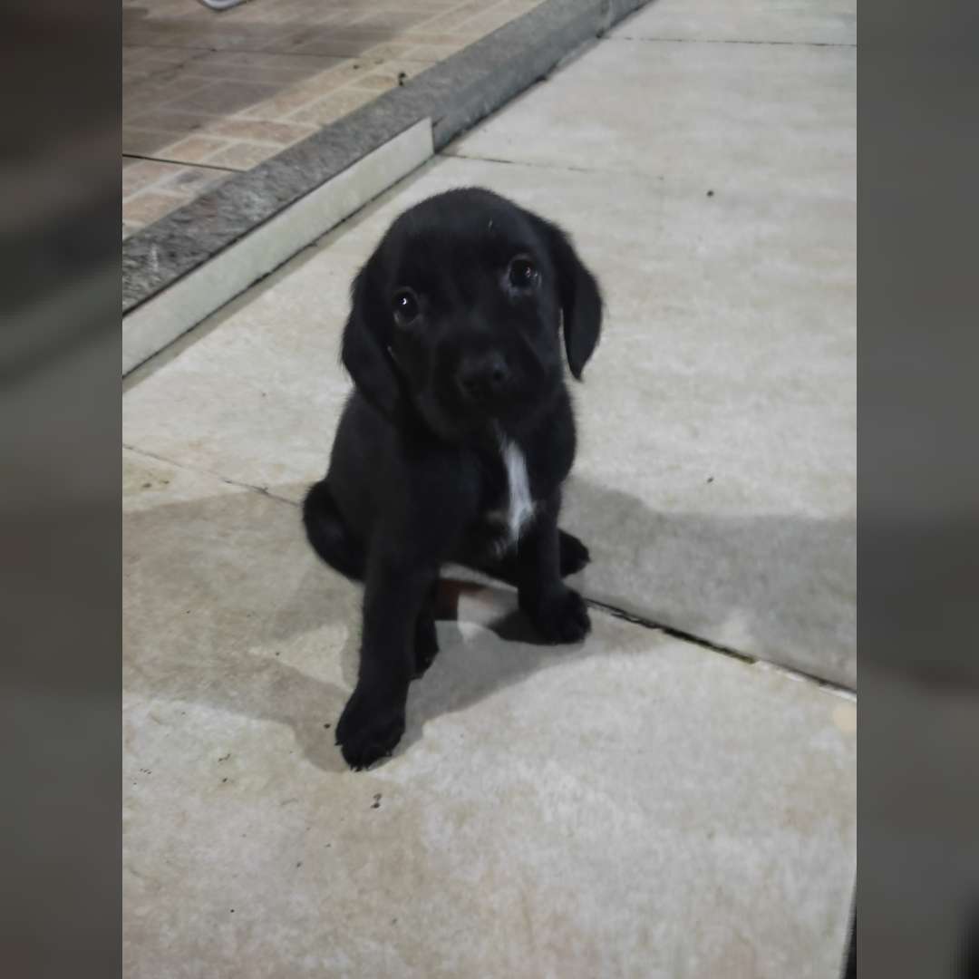 Pepita Pantera E Pitica - 