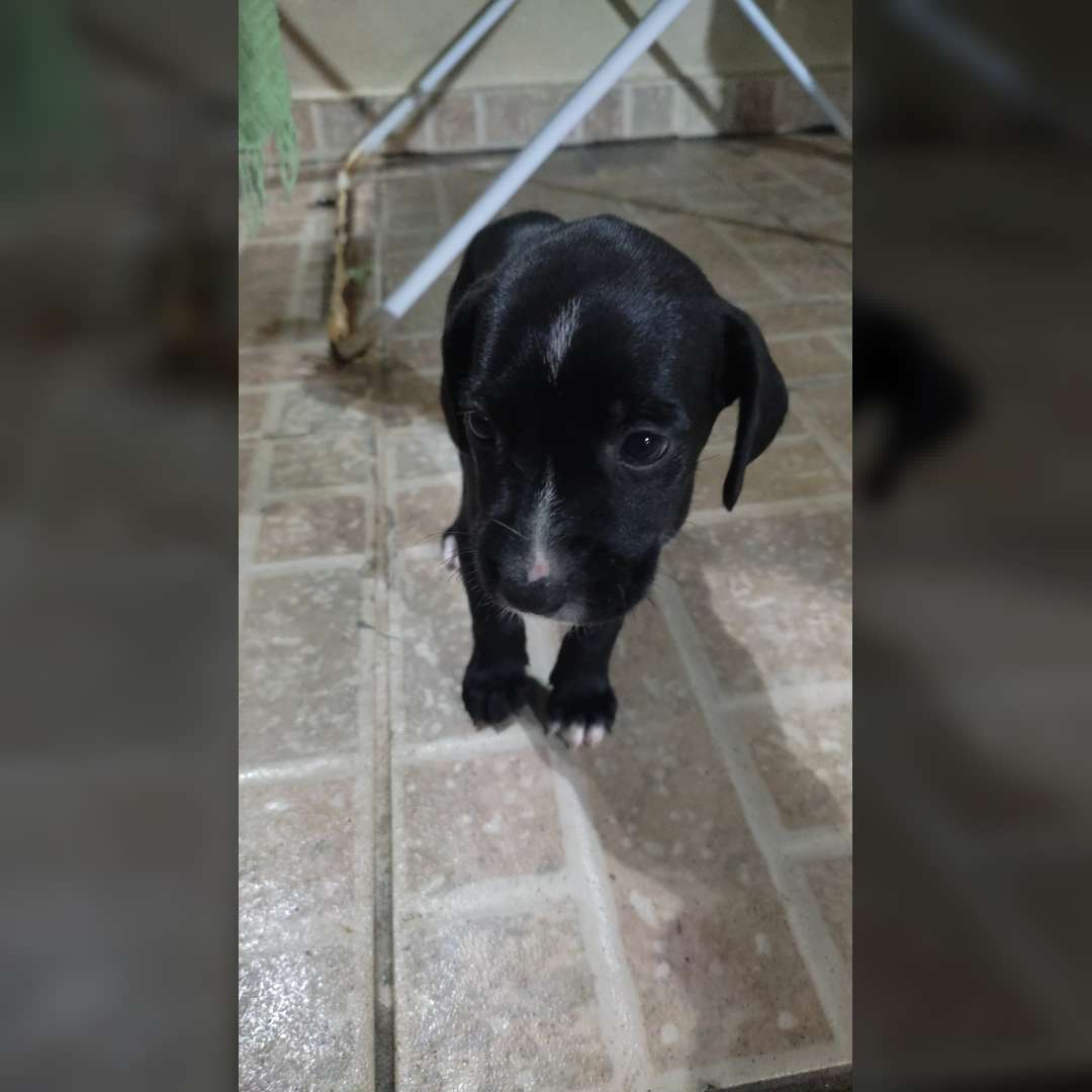 Pepita Pantera E Pitica - 