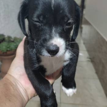 Pepita Pantera E Pitica imagem 1 - 