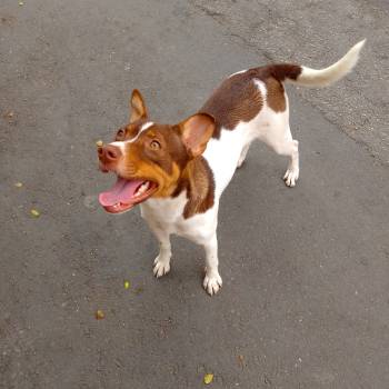 Kiara imagem 1 - 