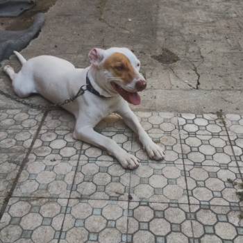 Billy imagem 1 - 