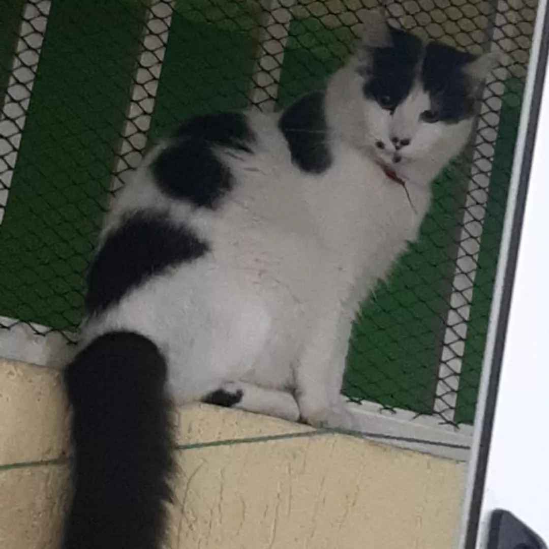 Pandoro - Sem Raça Definida