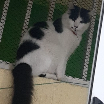 Pandoro imagem 1 - Sem Raça Definida