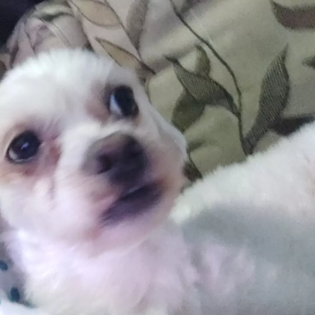 Nino - Sem Raça Definida