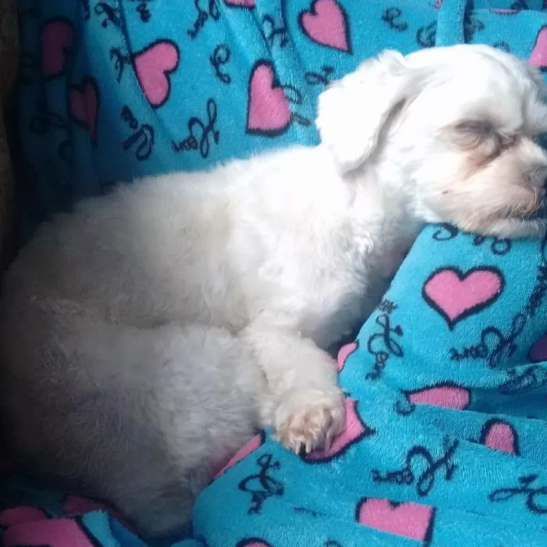 Nino - Sem Raça Definida