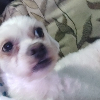 Nino imagem 1 - Sem Raça Definida