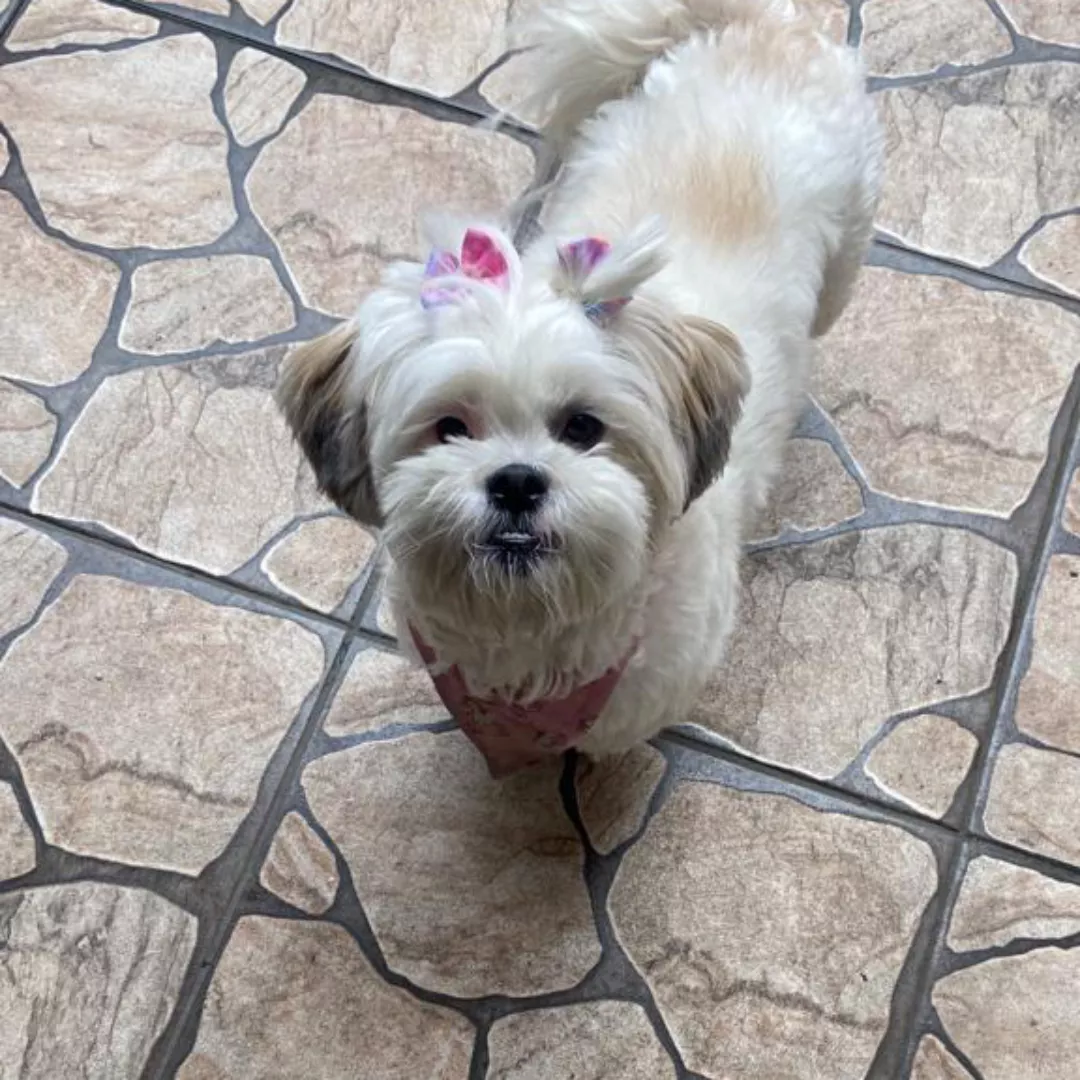 Mel - Shih Tzu