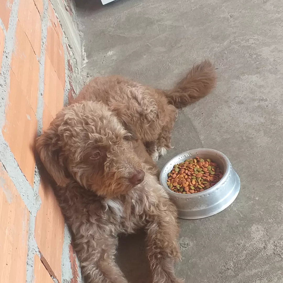 Tommy - Sem Raça Definida