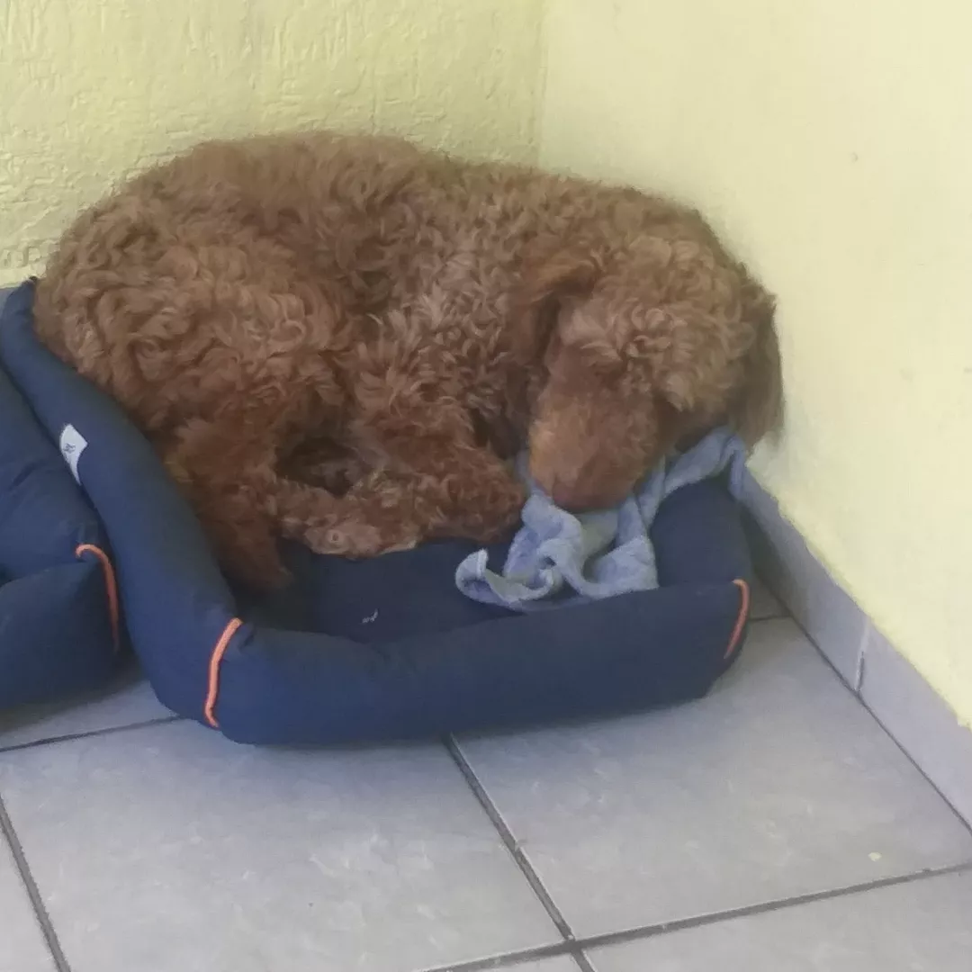 Tommy - Sem Raça Definida