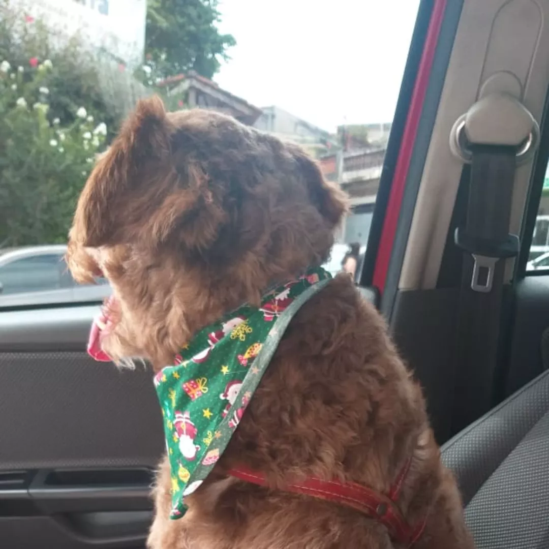 Tommy - Sem Raça Definida