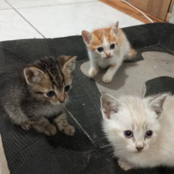 Gatinhos imagem 1 - 