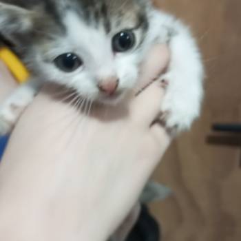 Gatinhos imagem 3 - 