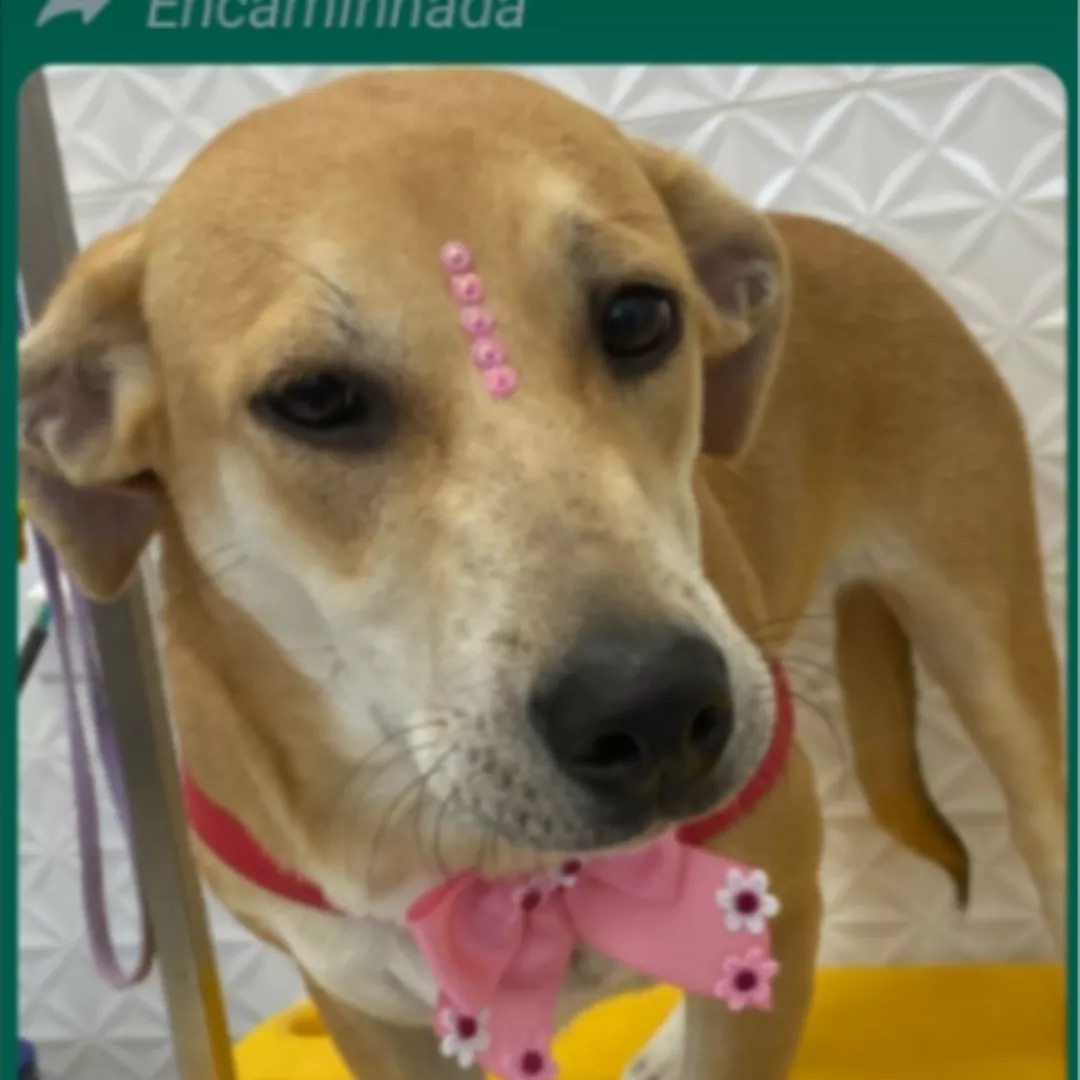 Joey - Sem Raça Definida