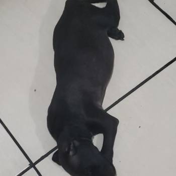 Pretinha imagem 1 - 