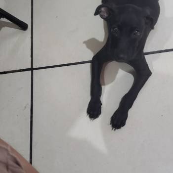 Pretinha imagem 2 - 