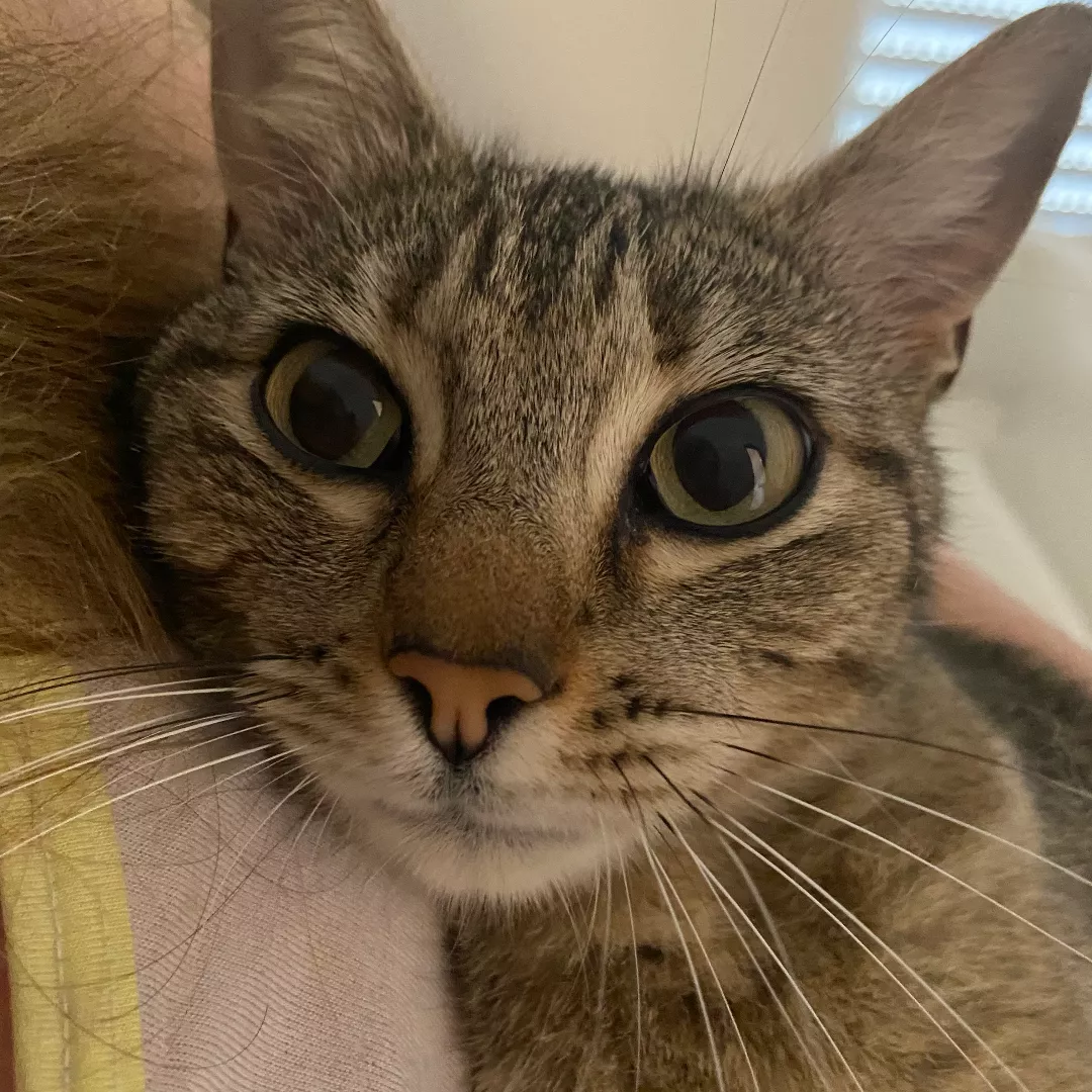 Ceci - Sem Raça Definida