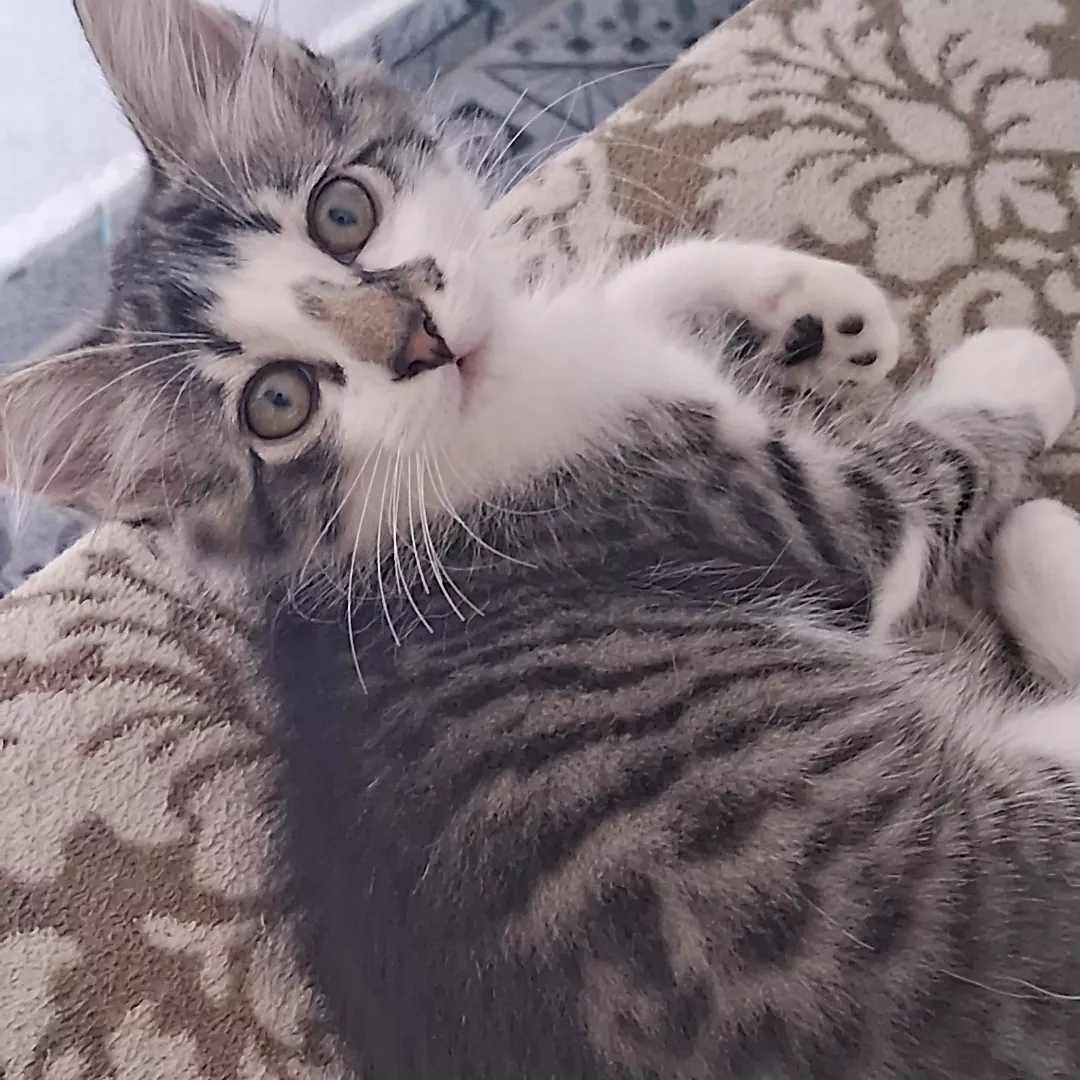 Bela - Sem Raça Definida