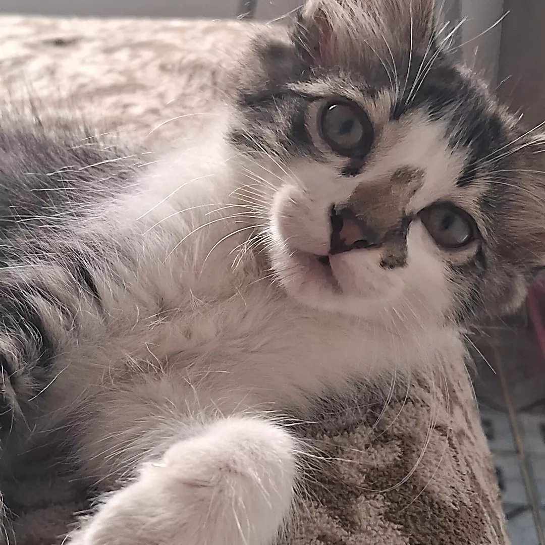 Bela - Sem Raça Definida