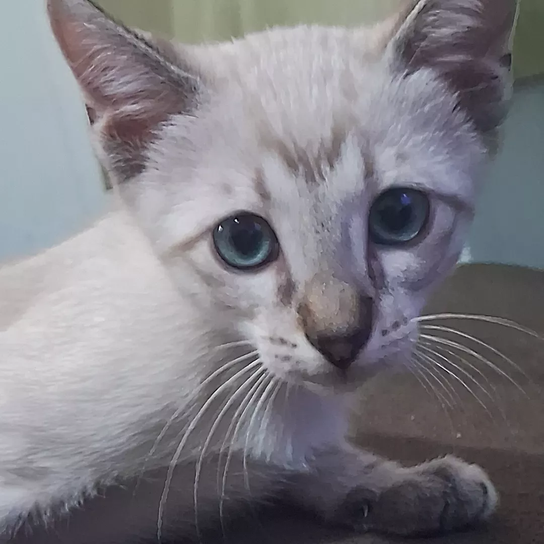 Tigre - Sem Raça Definida