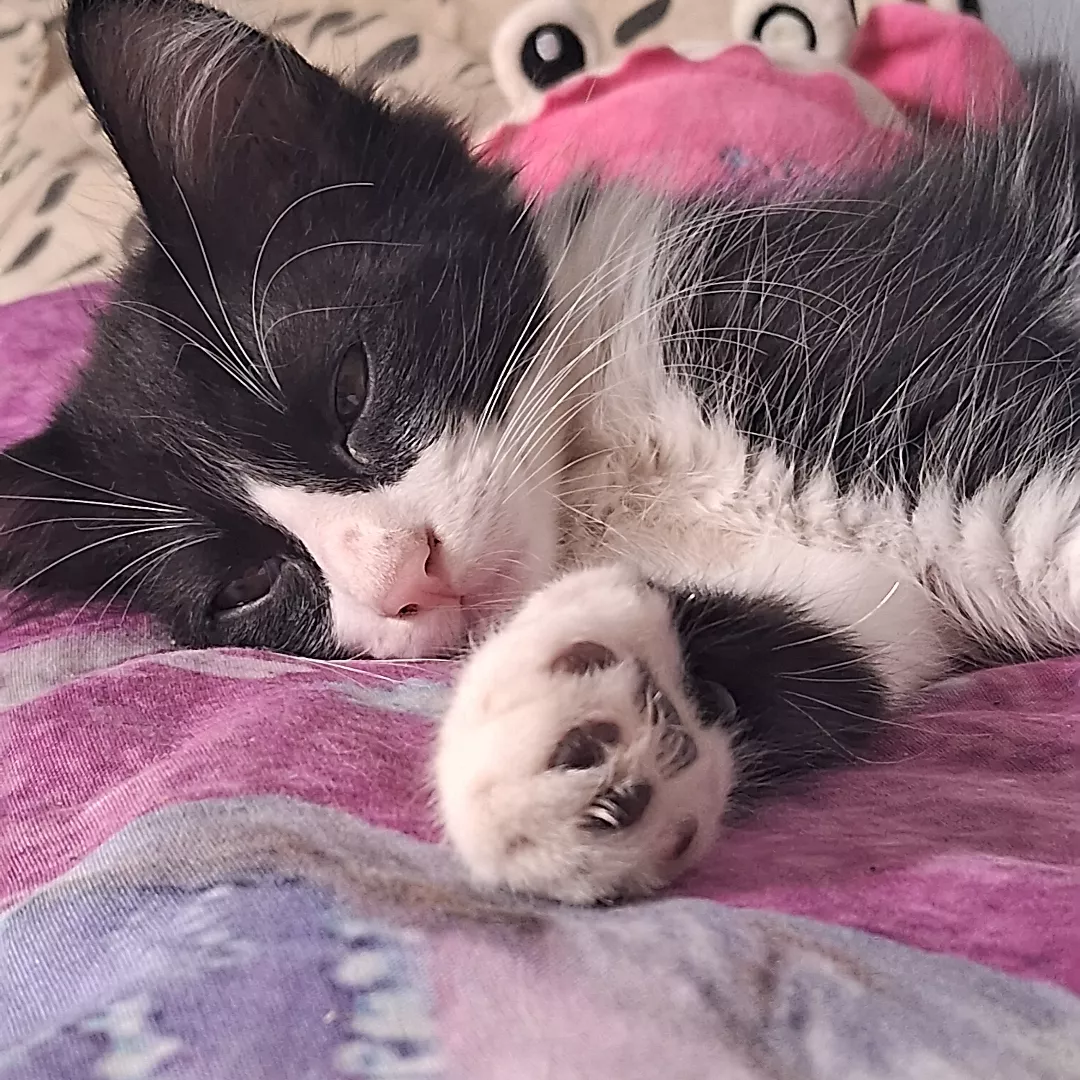 Fred - Sem Raça Definida