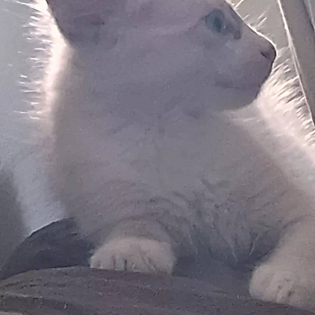 Zeus - Sem Raça Definida