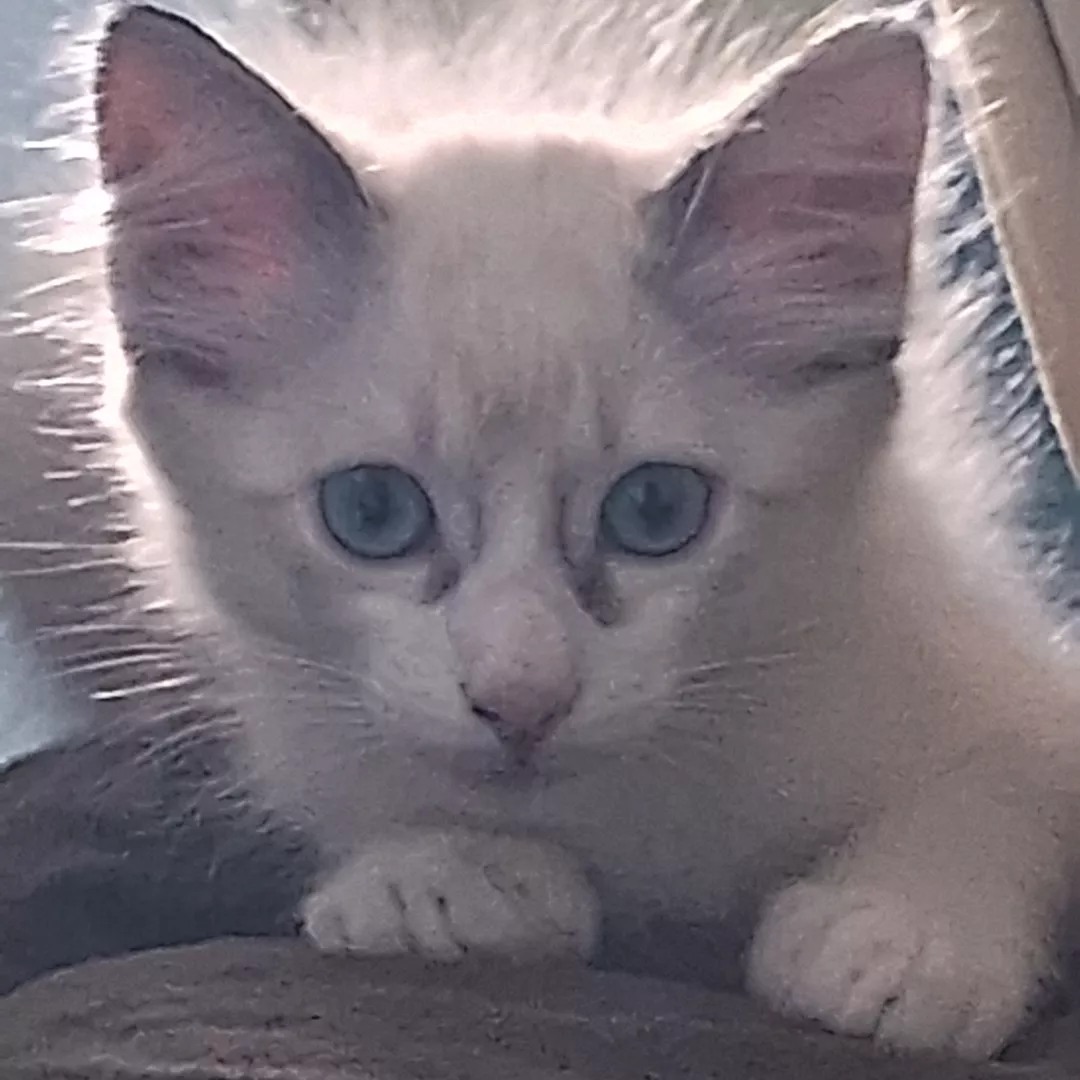 Zeus - Sem Raça Definida