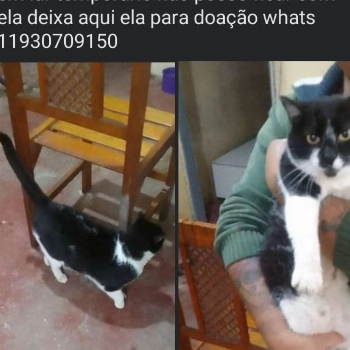 Nina imagem 1 - Sem Raça Definida