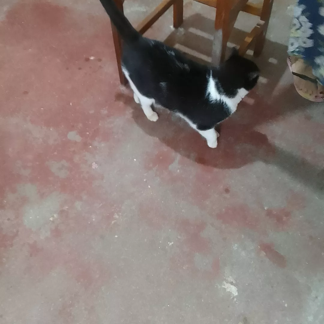 Nina - Sem Raça Definida