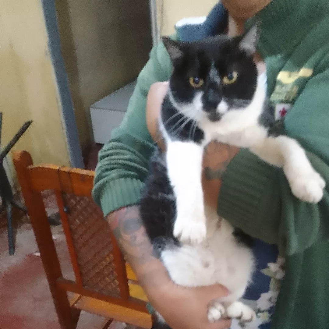 Nina - Sem Raça Definida